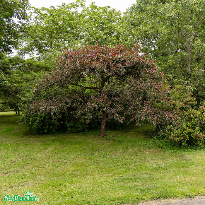 Malus 'Profusion' Högstam So 8-10