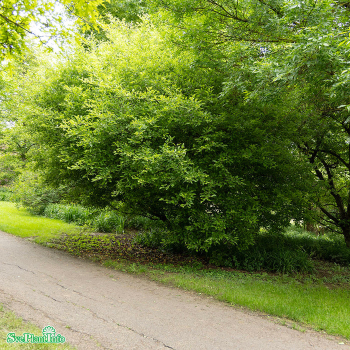 Malus floribunda Högstam So 8-10