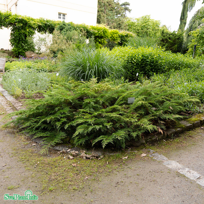 Microbiota decussata C2 20-25cm