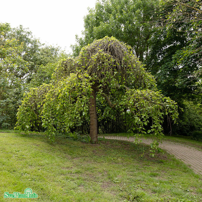 Morus alba 'Pendula' Stam C18 200cm So 8-10
