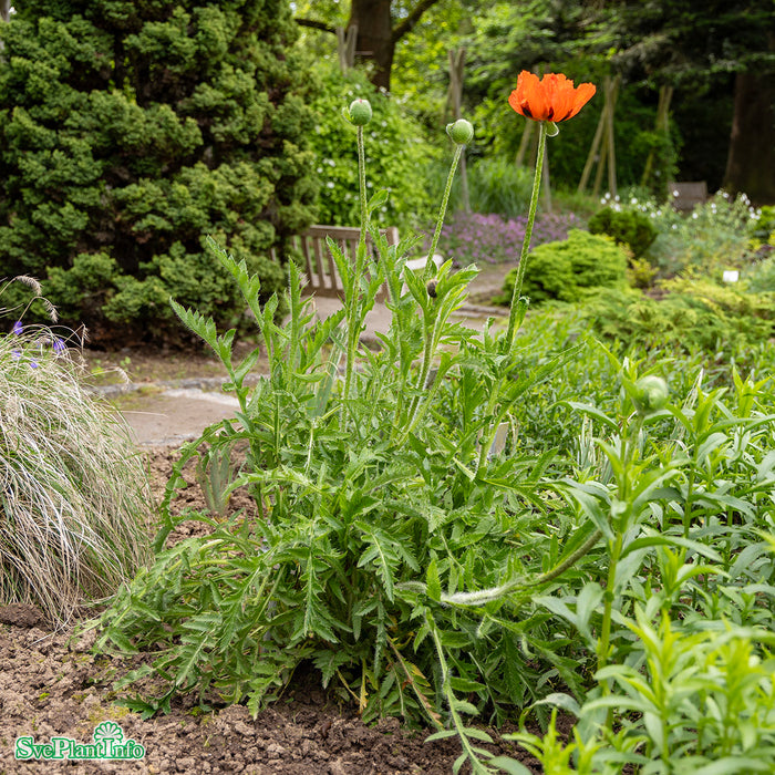 Papaver orientale 'Beauty of Livermere' A-kval