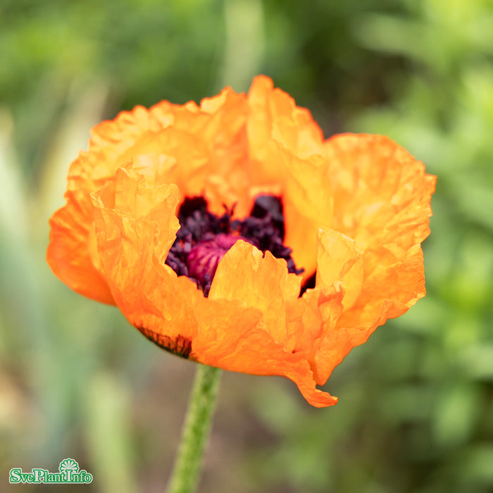 Papaver orientale 'Beauty of Livermere' A-kval
