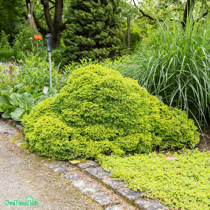 Picea abies 'Little Gem' Stam C10 40cm