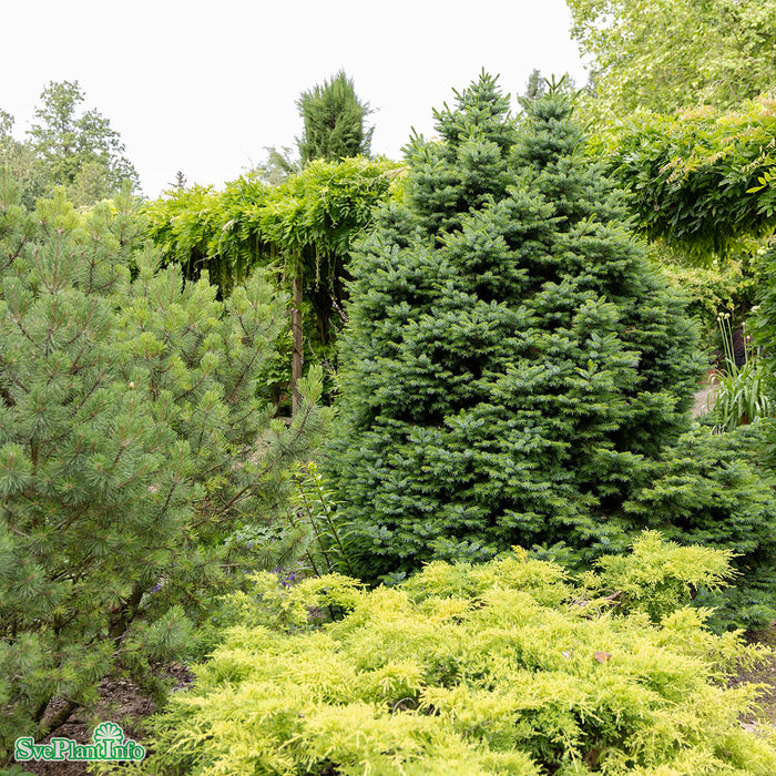 Picea omorika 'Nana' C7,5 3-40cm