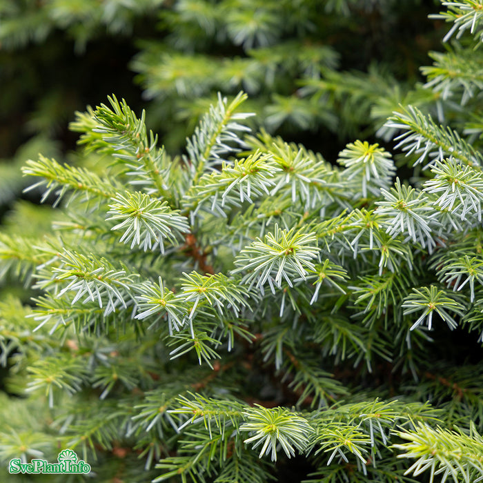 Picea omorika 'Nana' C65 60-80cm