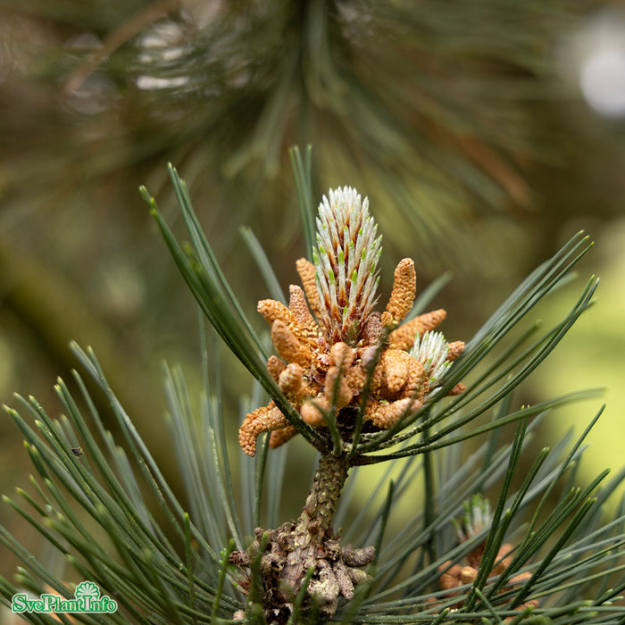Pinus heldreichii Solitär Kl 125-150cm