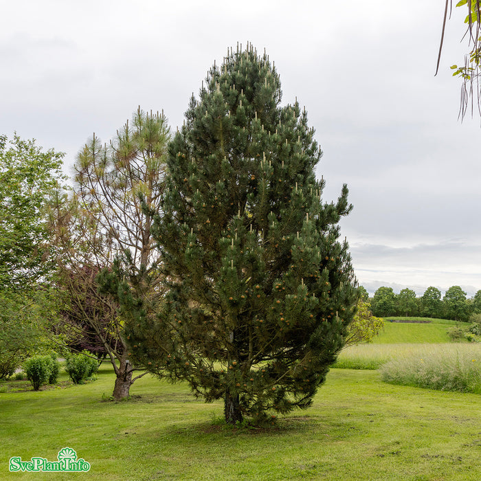 Pinus heldreichii Solitär Kl 125-150cm