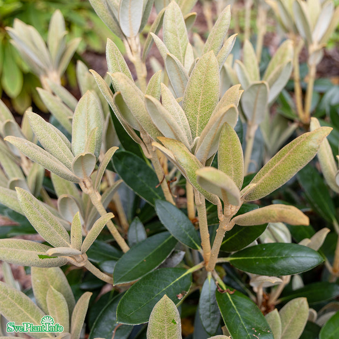 Rhododendron (Yakush.) 'Hydon Velvet' C6 30-40cm