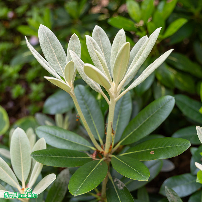Rhododendron 'Silbervelours' C6 30-40cm