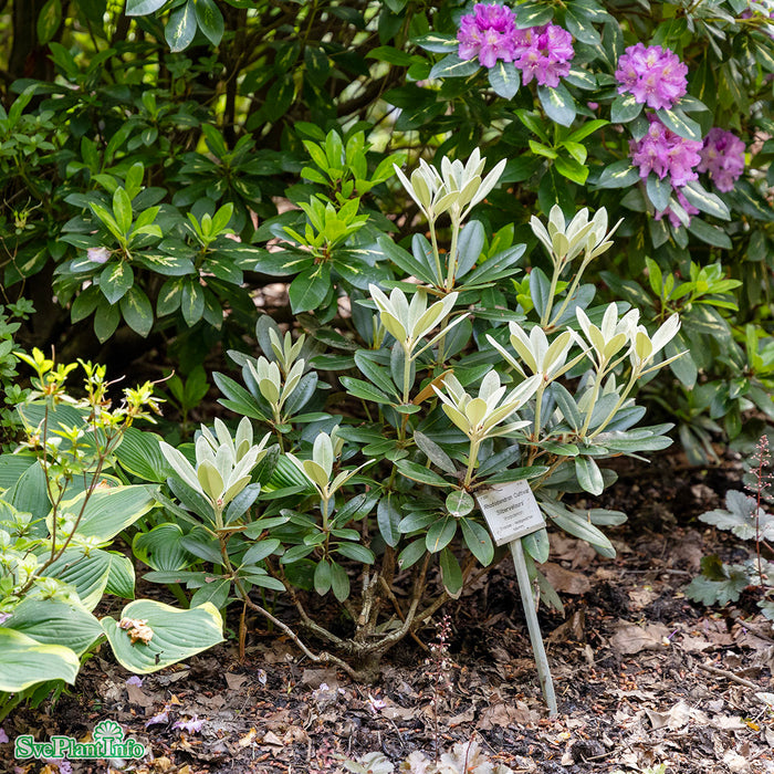 Rhododendron 'Silbervelours' C6 30-40cm