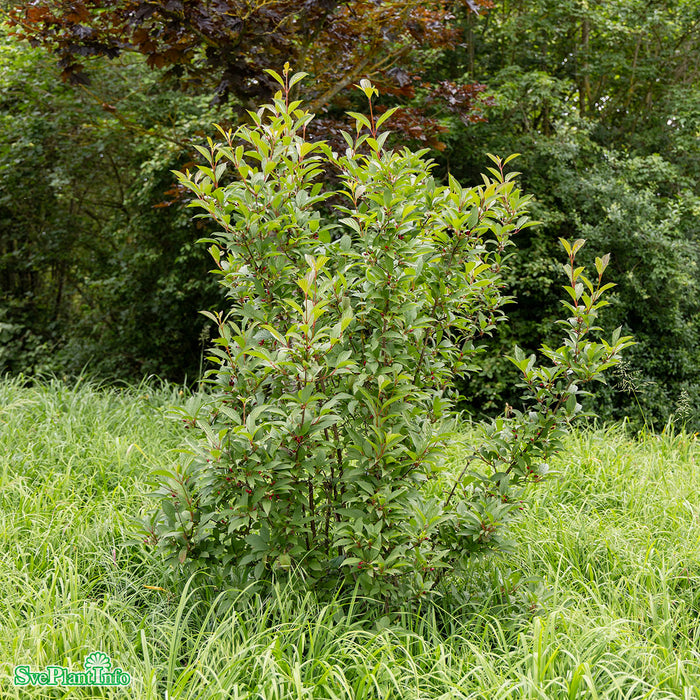 Viburnum bodnatense 'Charles Lamont' Solitär C20 150-175cm