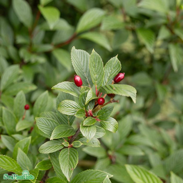 Viburnum bodnantense 'Dawn' Busk Kl 50-80cm