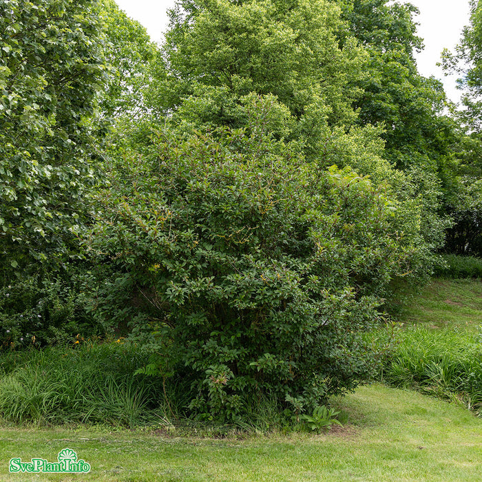 Viburnum bodnantense 'Dawn' Solitär Kl 125-150cm