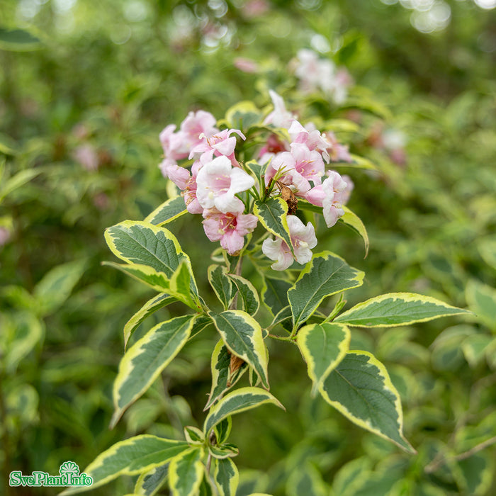 Weigela florida 'Nana Variegata' C6