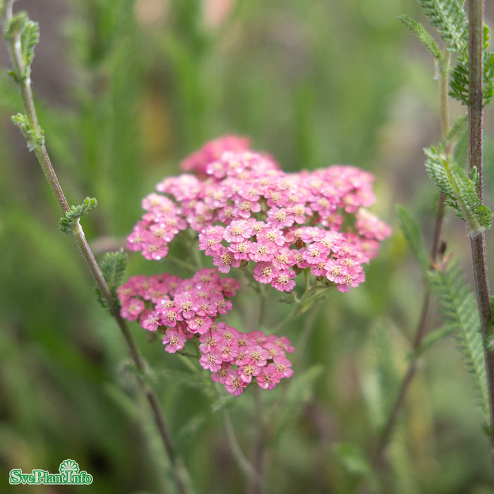Achillea millefolium 'Summer Pastels' A-kval
