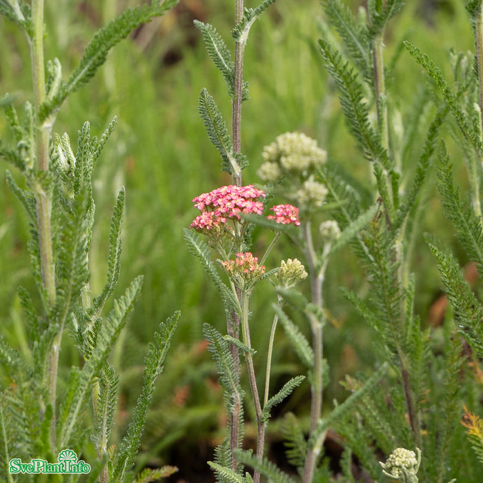 Achillea millefolium 'Summer Pastels' A-kval