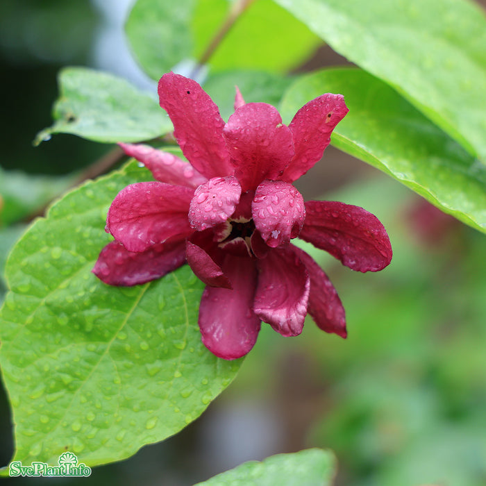 Calycanthus raulstonii 'Hartlage Wine' 80-100 cm C12