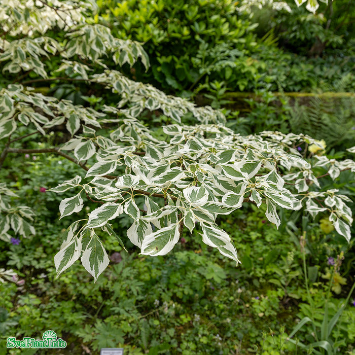 Cornus controversa 'Variegata' Solitär C10 100-125cm