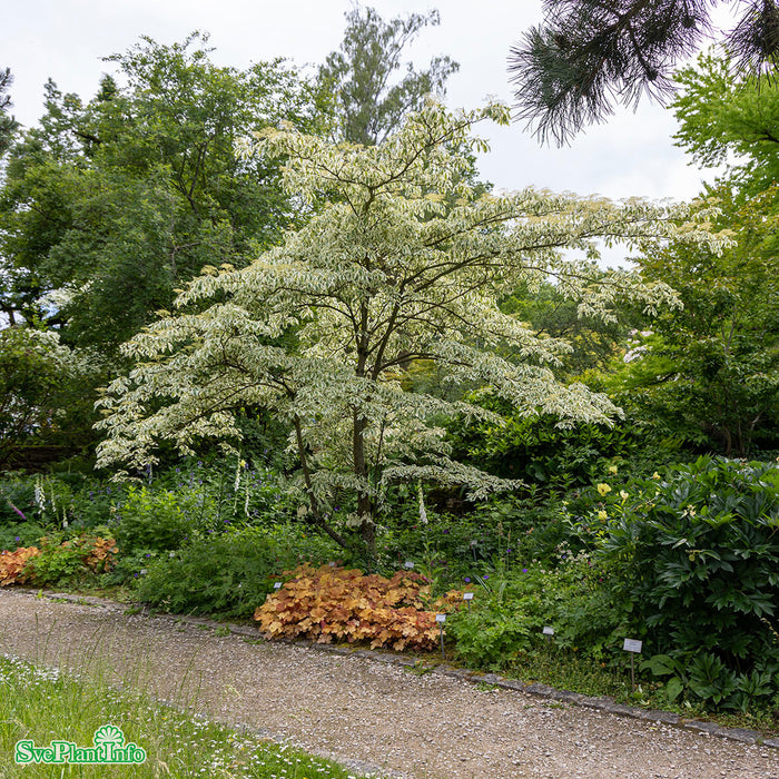 Cornus controversa 'Variegata' Solitär C35 125-150cm