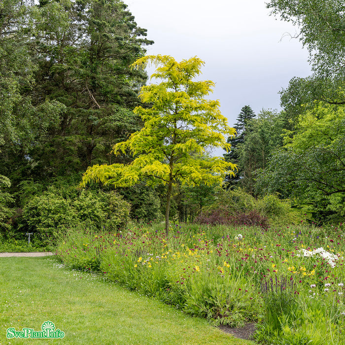 Gleditsia triacanthos 'Sunburst' Högstam Kl So 12-14