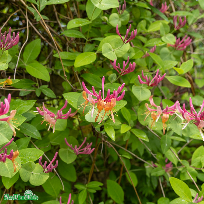 Lonicera x heckrottii 'Goldflame' A-kval C2