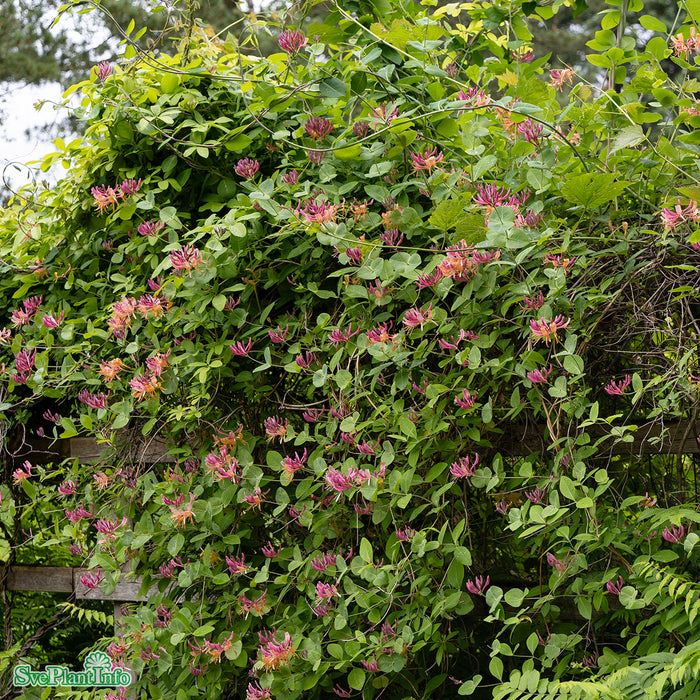 Lonicera x heckrottii 'Goldflame' A-Kval C2