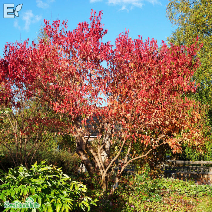 Acer tataricum ssp. ginnala C5