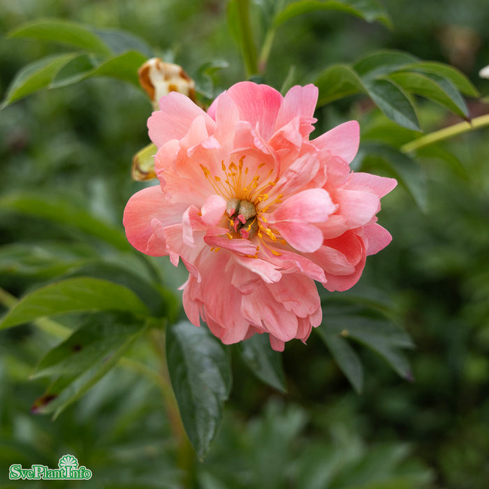 Paeonia lactiflora 'Coral Sunset' A-kval C3