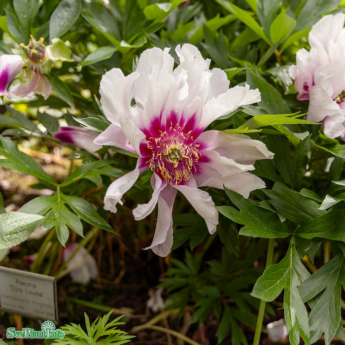 Paeonia (Itoh-Gruppen) 'Cora Louise' A-kval C6