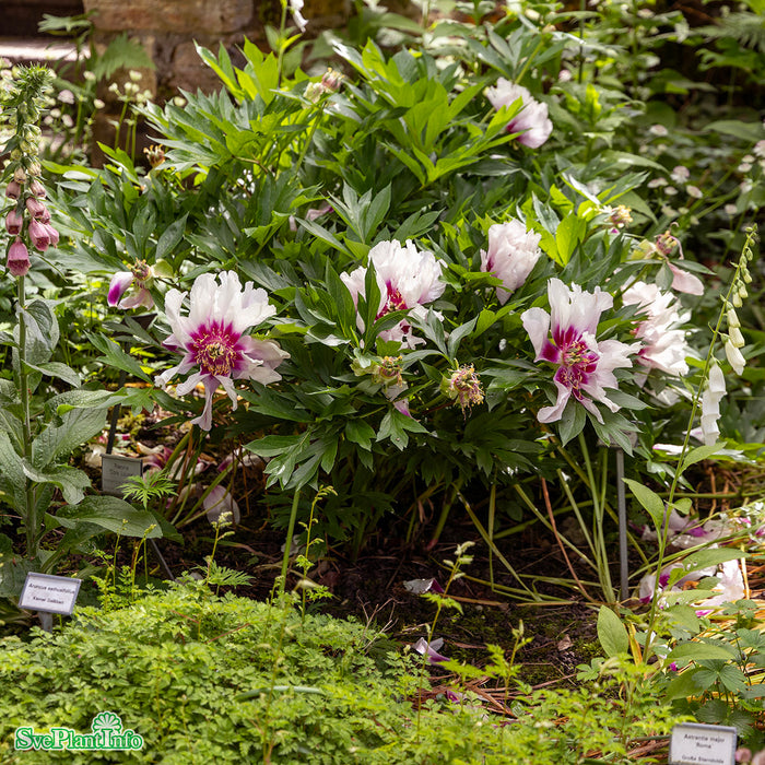 Paeonia (Itoh-Gruppen) 'Cora Louise' A-kval C6