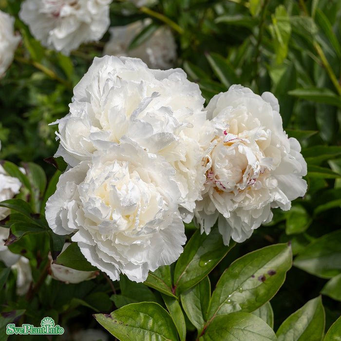 Paeonia lactiflora 'Festiva Maxima' A-kval C2