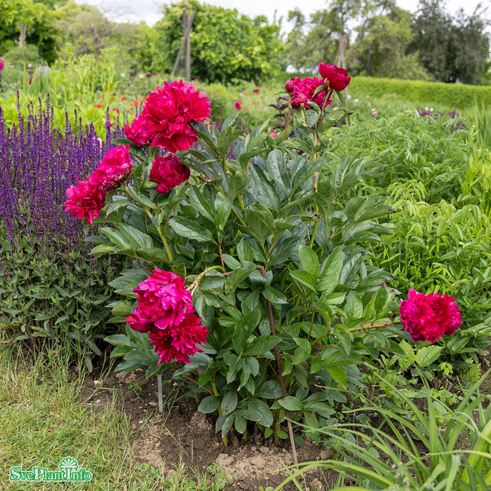 Paeonia lactiflora 'Karl Rosenfield' A-kval C3