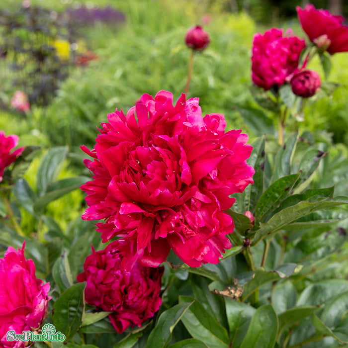 Paeonia lactiflora 'Karl Rosenfield' A-kval C3
