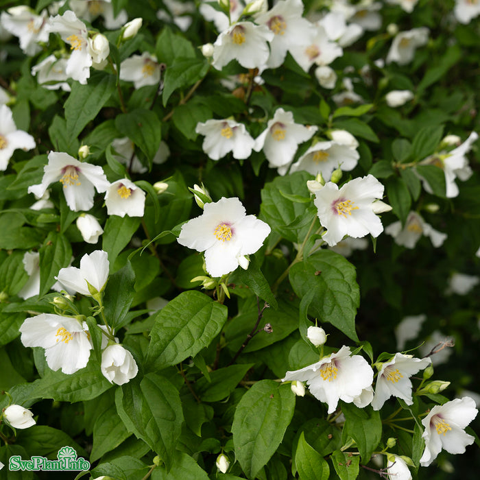 Philadelphus 'Belle Étoile' Busk C7,5 100cm