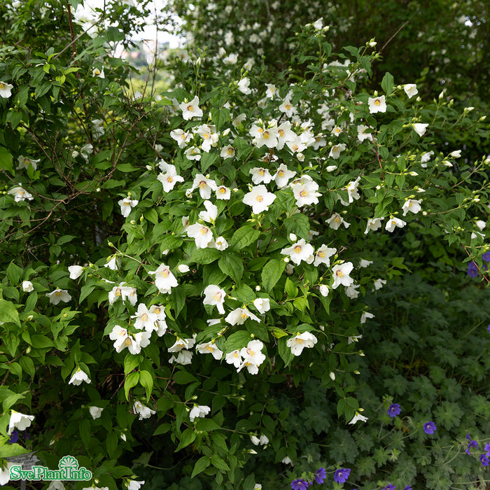 Philadelphus 'Belle Étoile' Solitär Kl 150-175cm