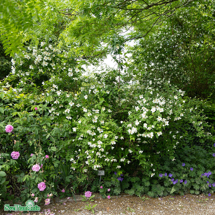 Philadelphus 'Belle Étoile' Solitär Kl 125-150cm