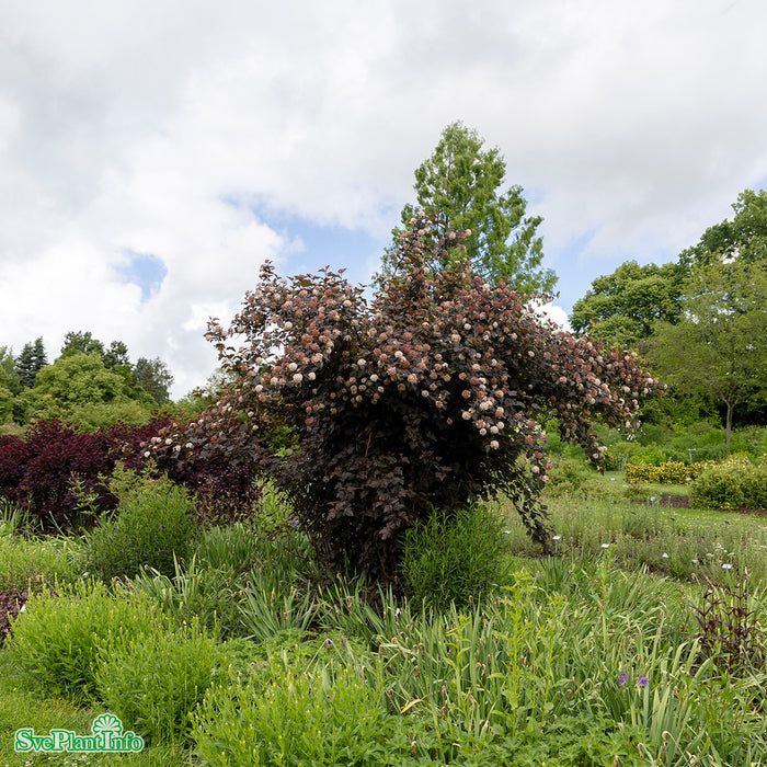 Physocarpus opulifolius 'Diabolo' Busk C5