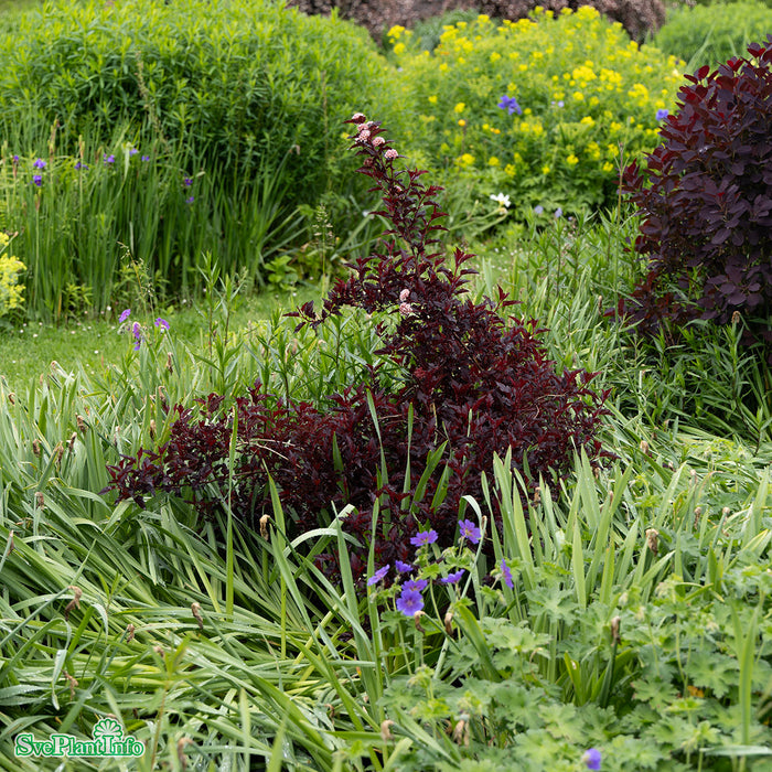 Physocarpus opulifolius 'All Black' Busk C5