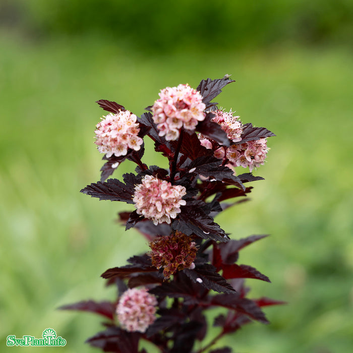 Physocarpus opulifolius 'All Black' Busk C5
