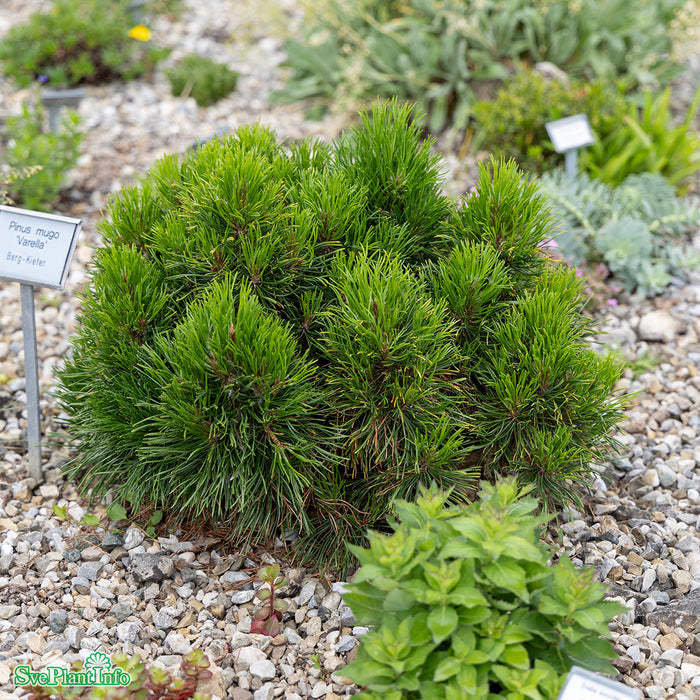 Pinus mugo 'Varella' 30-40cm Co
