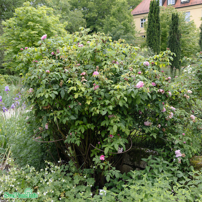 Rosa 'Jacques Cartier' A kval C4