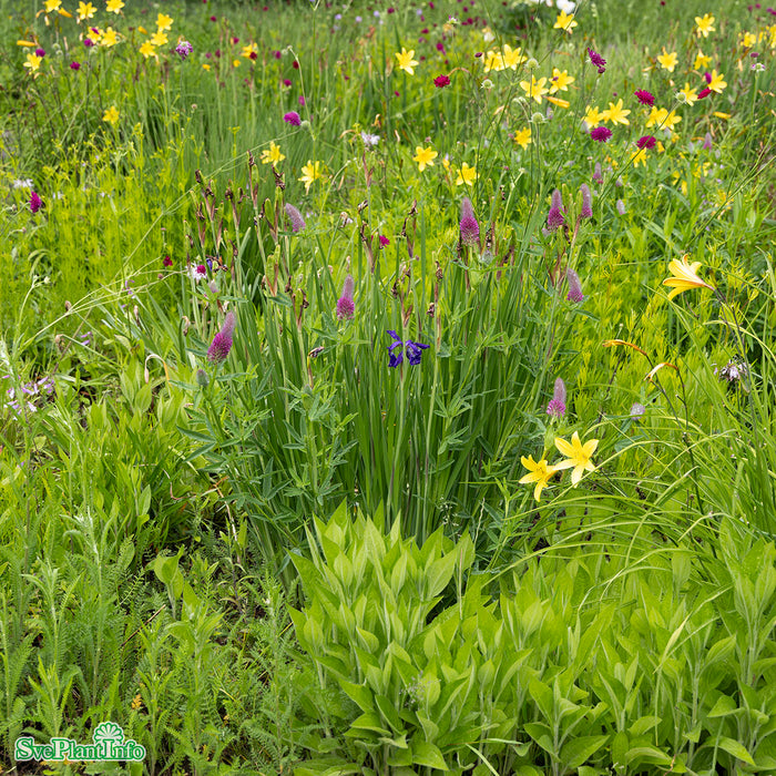 Trifolium rubens A-kval