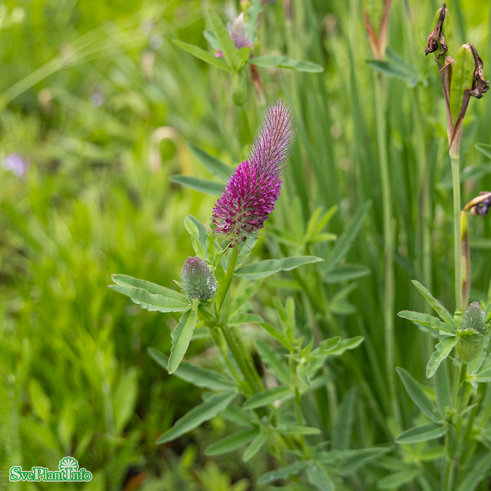 Trifolium rubens A-kval