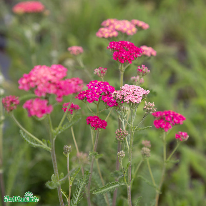 Achillea millefolium 'Summer Pastels' A-kval