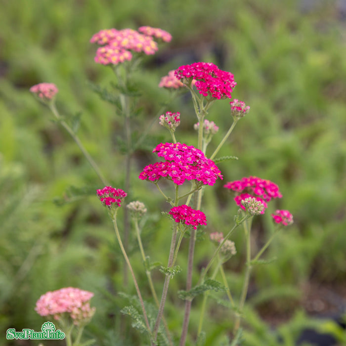 Achillea millefolium 'Summer Pastels' A-kval