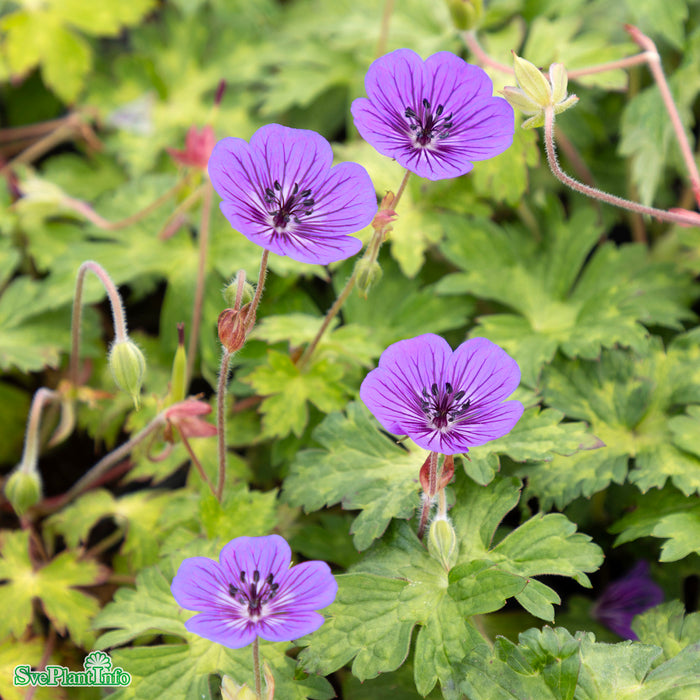Geranium 'Mary-anne' A-kval