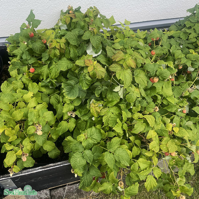 Rubus (Hallon) 'Ruby Beauty' A-kval C5