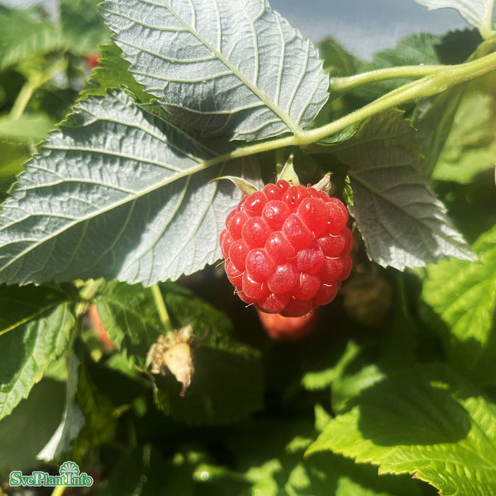 Rubus (Hallon) 'Ruby Beauty' A-kval C5