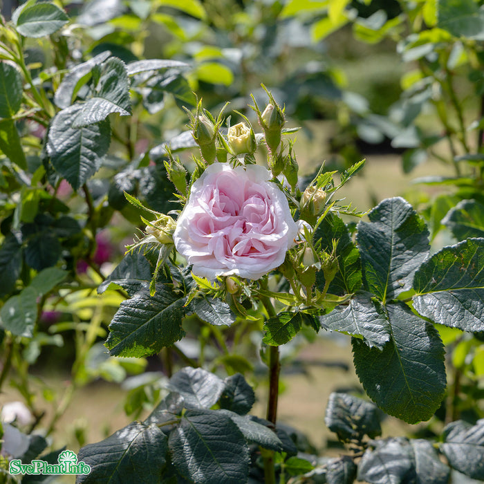 Rosa 'Great Maidens Blush' A kval C4