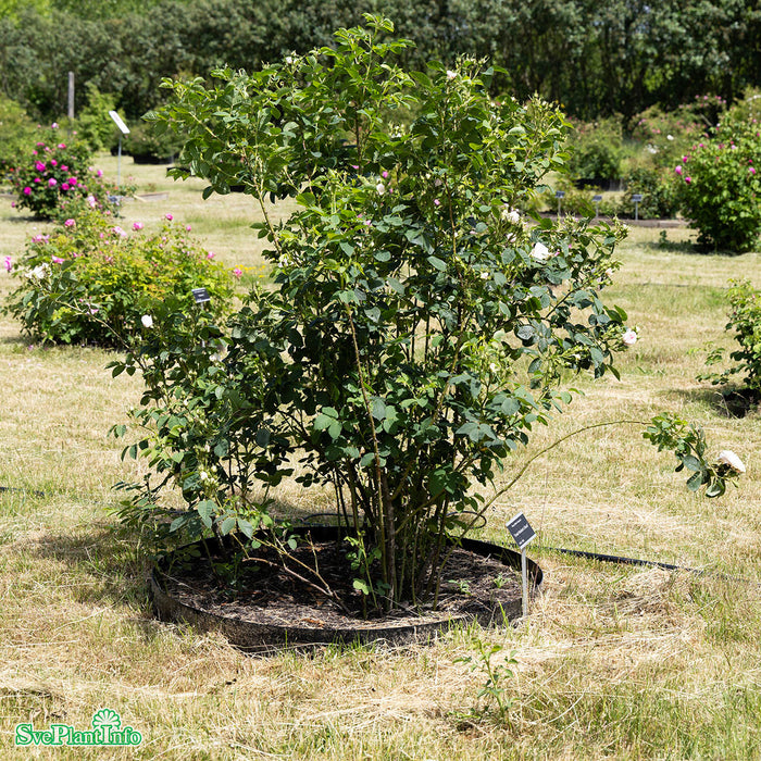 Rosa 'Great Maidens Blush' A kval C4